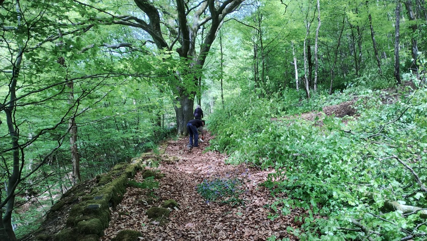 4th May 2025 - Woodland Management featured image