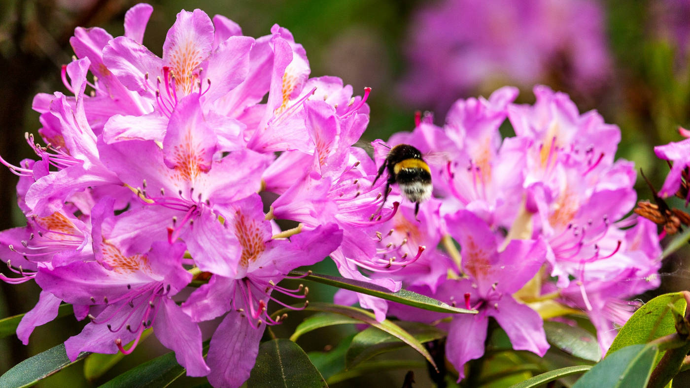 14th February 2026 - Rhododen-gone! featured image