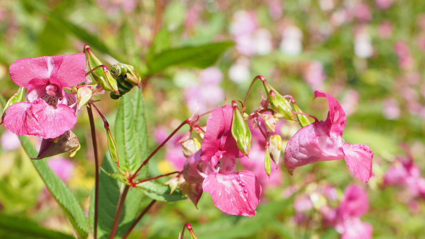 3rd August 2025 - Balsam Bash featured image