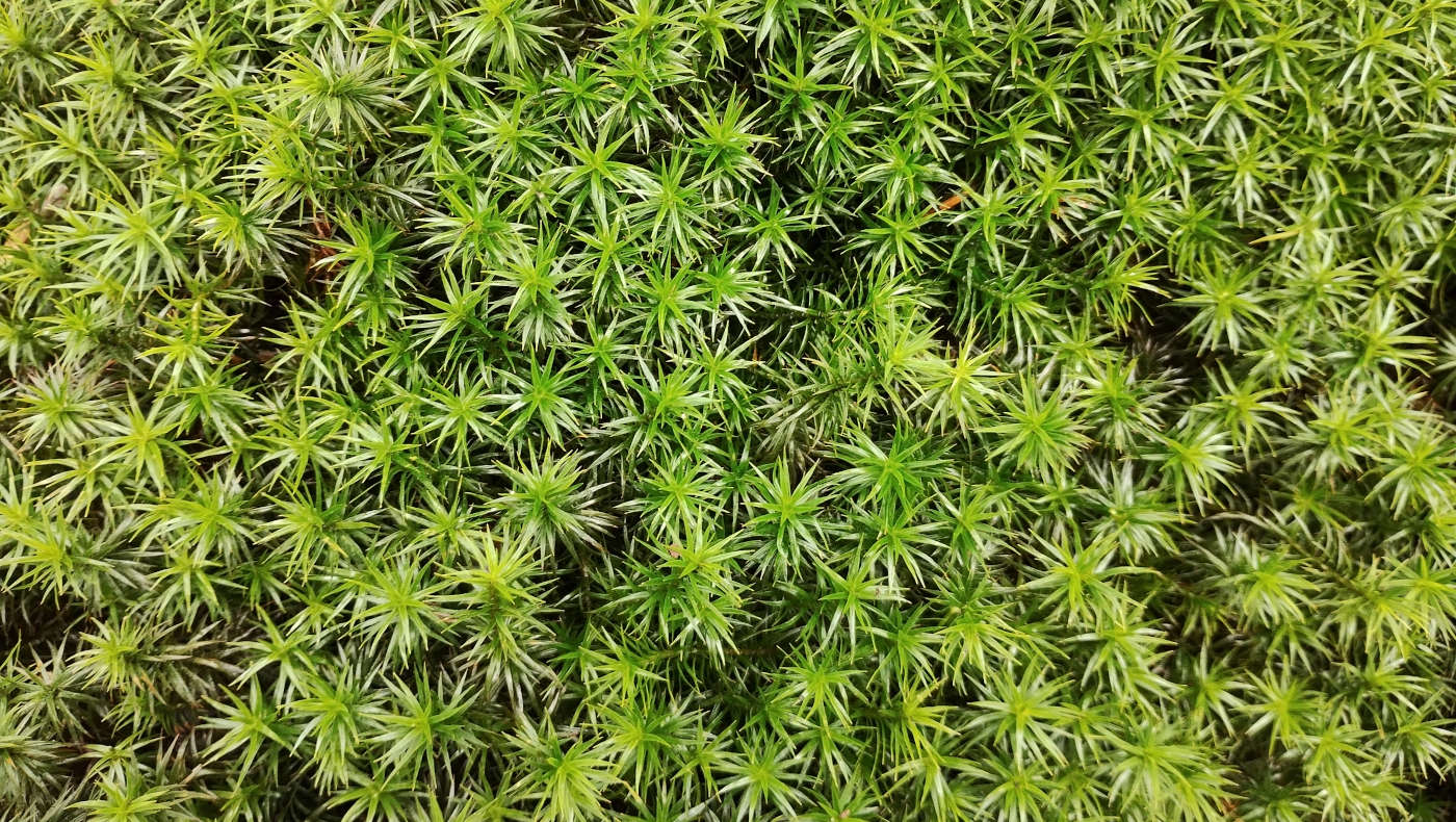 1st March 2026 - Moss Breakfast featured image