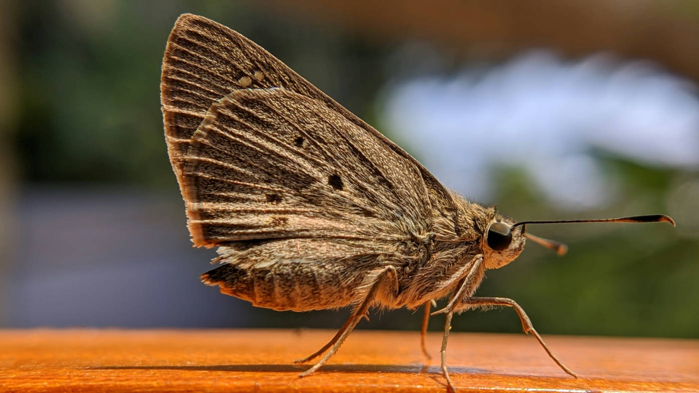 6th September 2025 - Moth Breakfast featured image